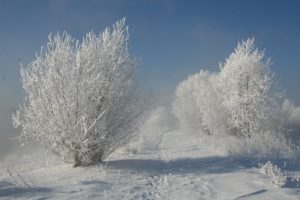 nature, Trees, Snow, Winter, Sky