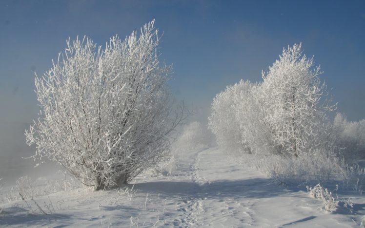 nature, Trees, Snow, Winter, Sky HD Wallpaper Desktop Background