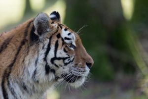 predator, Tiger