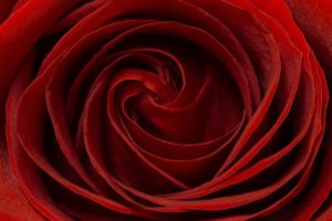 rose, Red, Petals, Macro