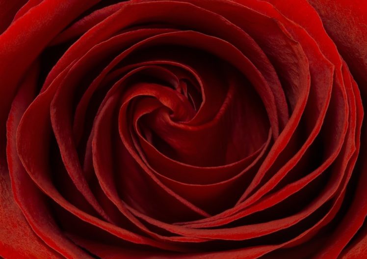 rose, Red, Petals, Macro HD Wallpaper Desktop Background