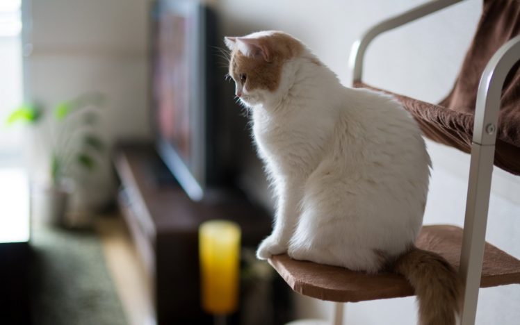 sit, Cat HD Wallpaper Desktop Background