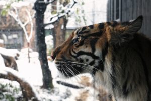 snow, Leopard, Wild, Cat, Predator, Muzzle, Winter, Snow