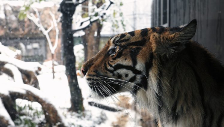 snow, Leopard, Wild, Cat, Predator, Muzzle, Winter, Snow HD Wallpaper Desktop Background