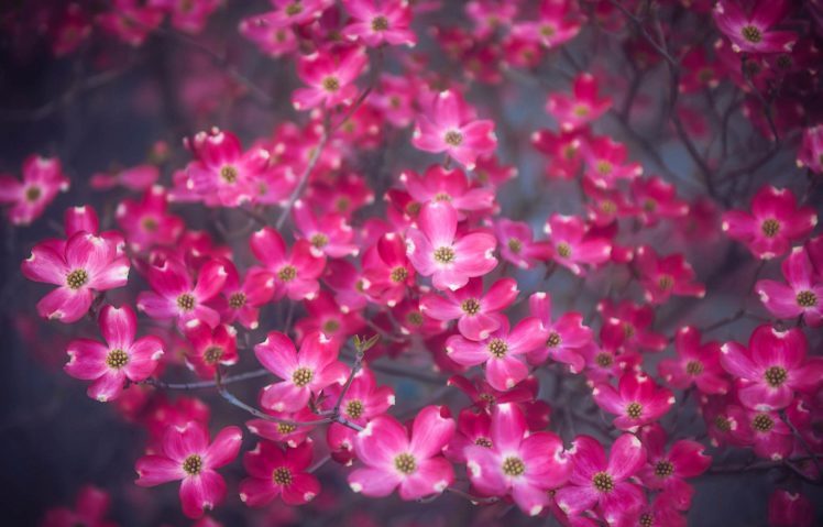spring, Flowers, Beauty, Bloom, Blossoms, Bokeh HD Wallpaper Desktop Background