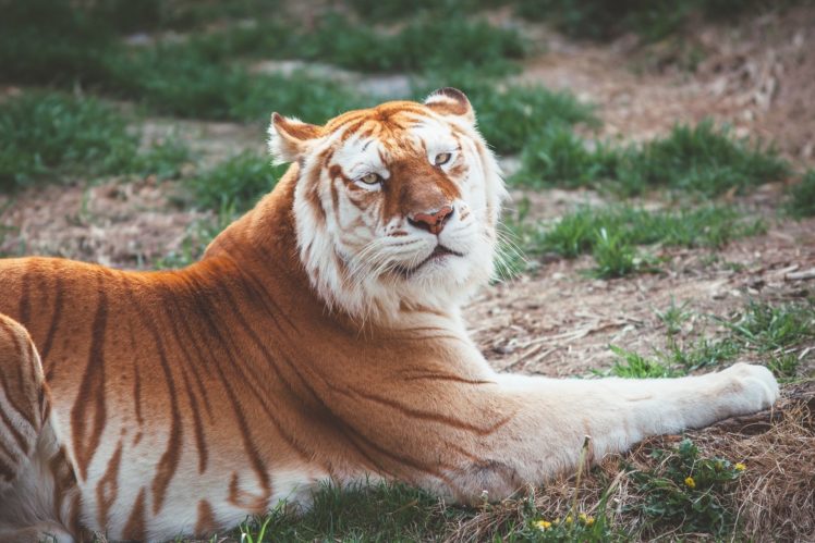 tiger, Wild, Cat, Predator, Rest HD Wallpaper Desktop Background