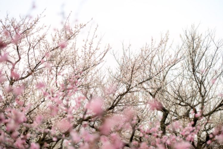 trees, Branches, Flowers, Pink, Bloom, Spring, Blossom, Bokeh HD Wallpaper Desktop Background