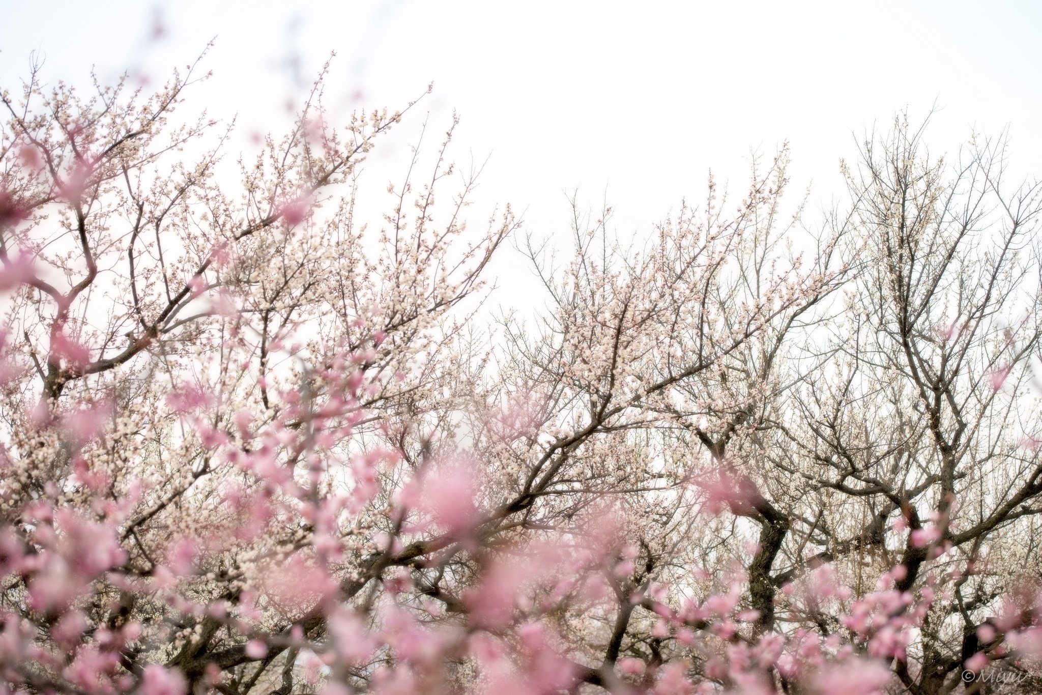 trees, Branches, Flowers, Pink, Bloom, Spring, Blossom, Bokeh Wallpaper