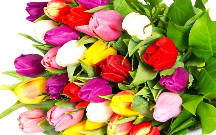 tulips, Varicoloured, Red, Yellow, Bright, Bouquet, Flowers, White HD Wallpaper Desktop Background
