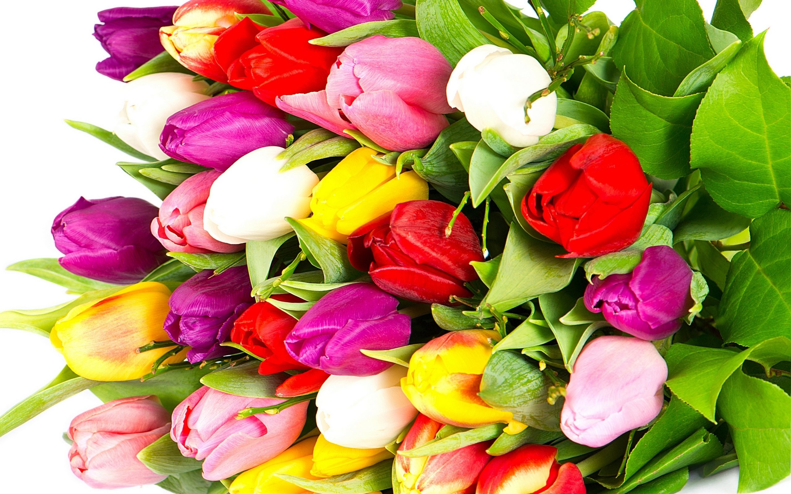 tulips, Varicoloured, Red, Yellow, Bright, Bouquet, Flowers, White Wallpaper