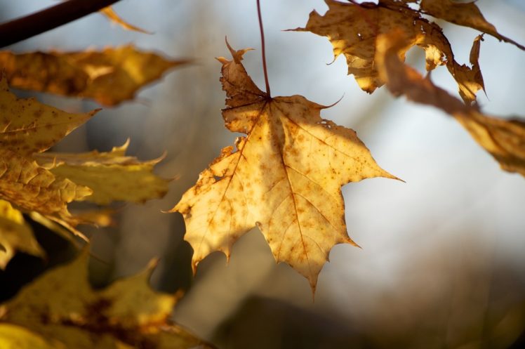 twigs, Leaves, Yellow, Autumn, Close up HD Wallpaper Desktop Background