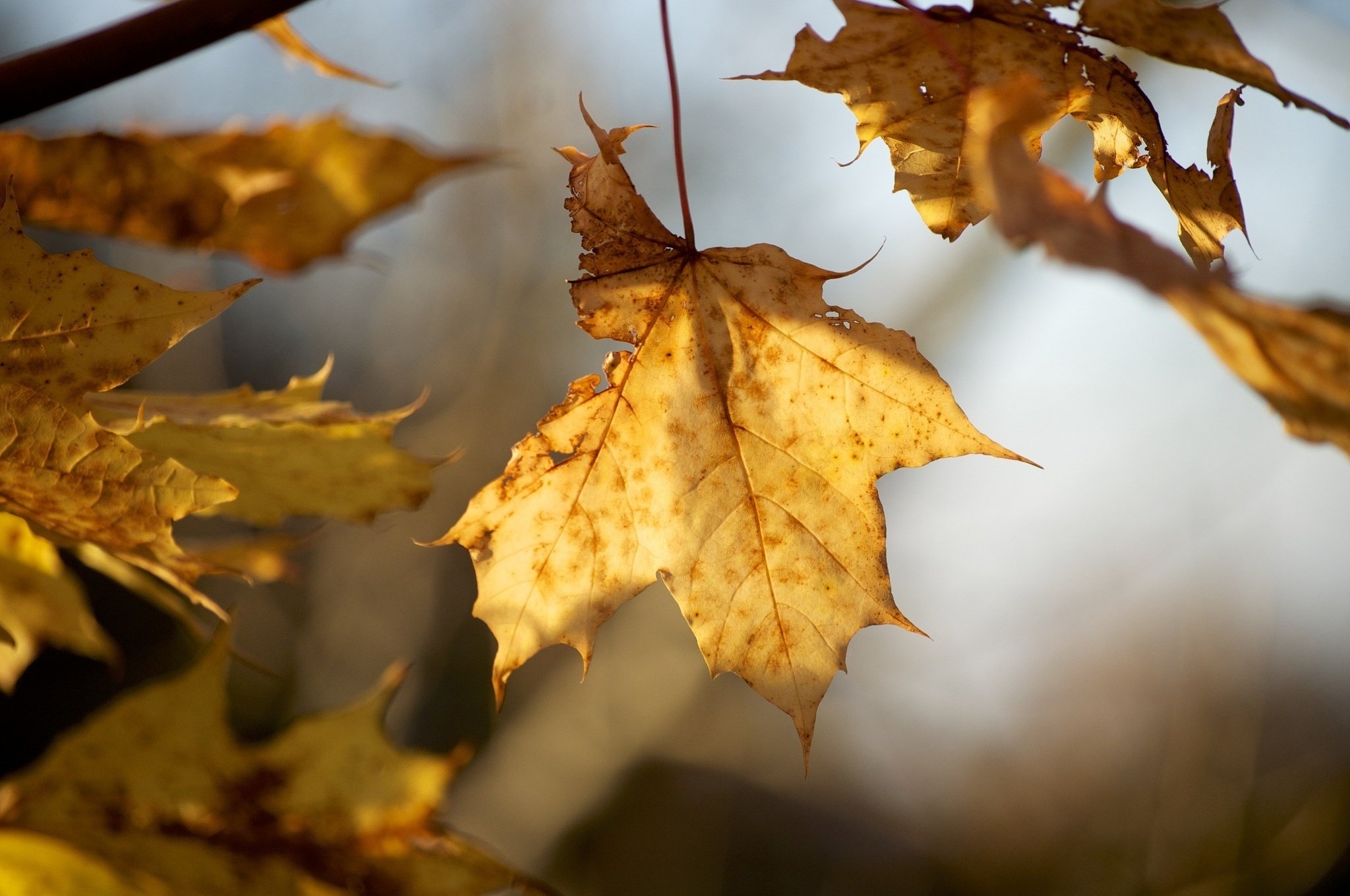 twigs, Leaves, Yellow, Autumn, Close up Wallpaper