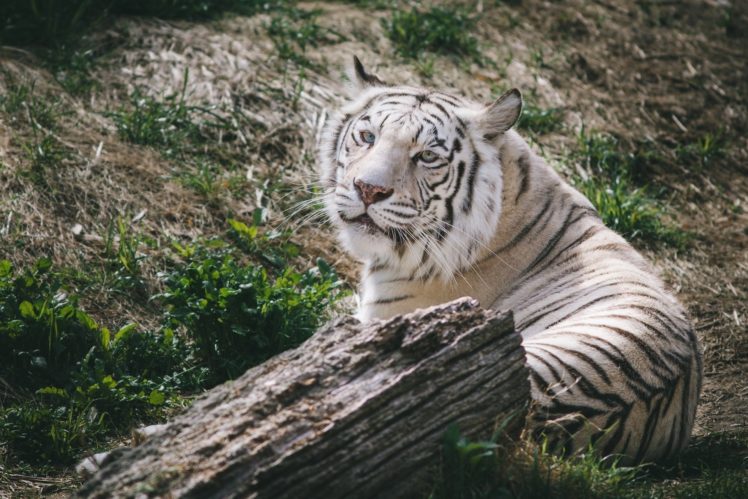 white, Tiger, Tiger, Wild, Cat, Predator, Muzzle HD Wallpaper Desktop Background