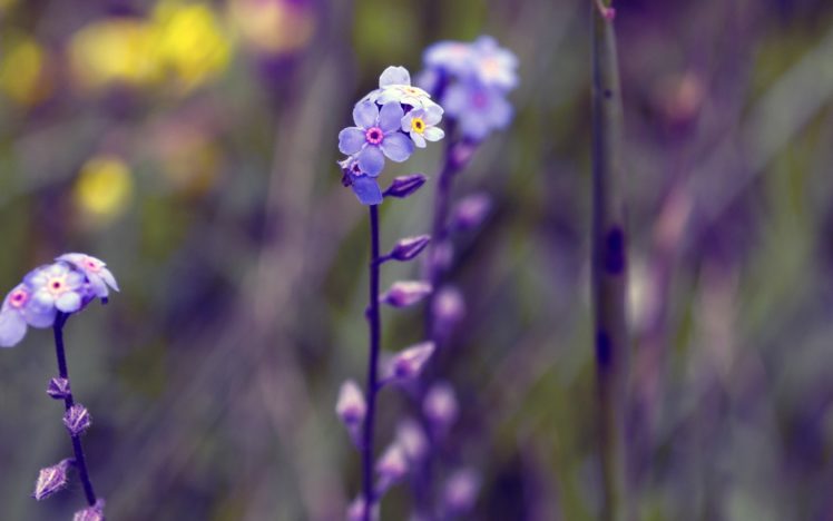 violet, Flowers HD Wallpaper Desktop Background