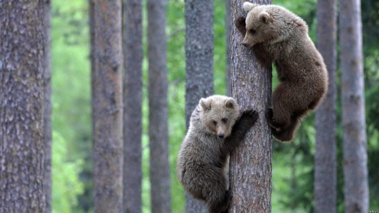 nature, Trees, Animals, Bears HD Wallpaper Desktop Background