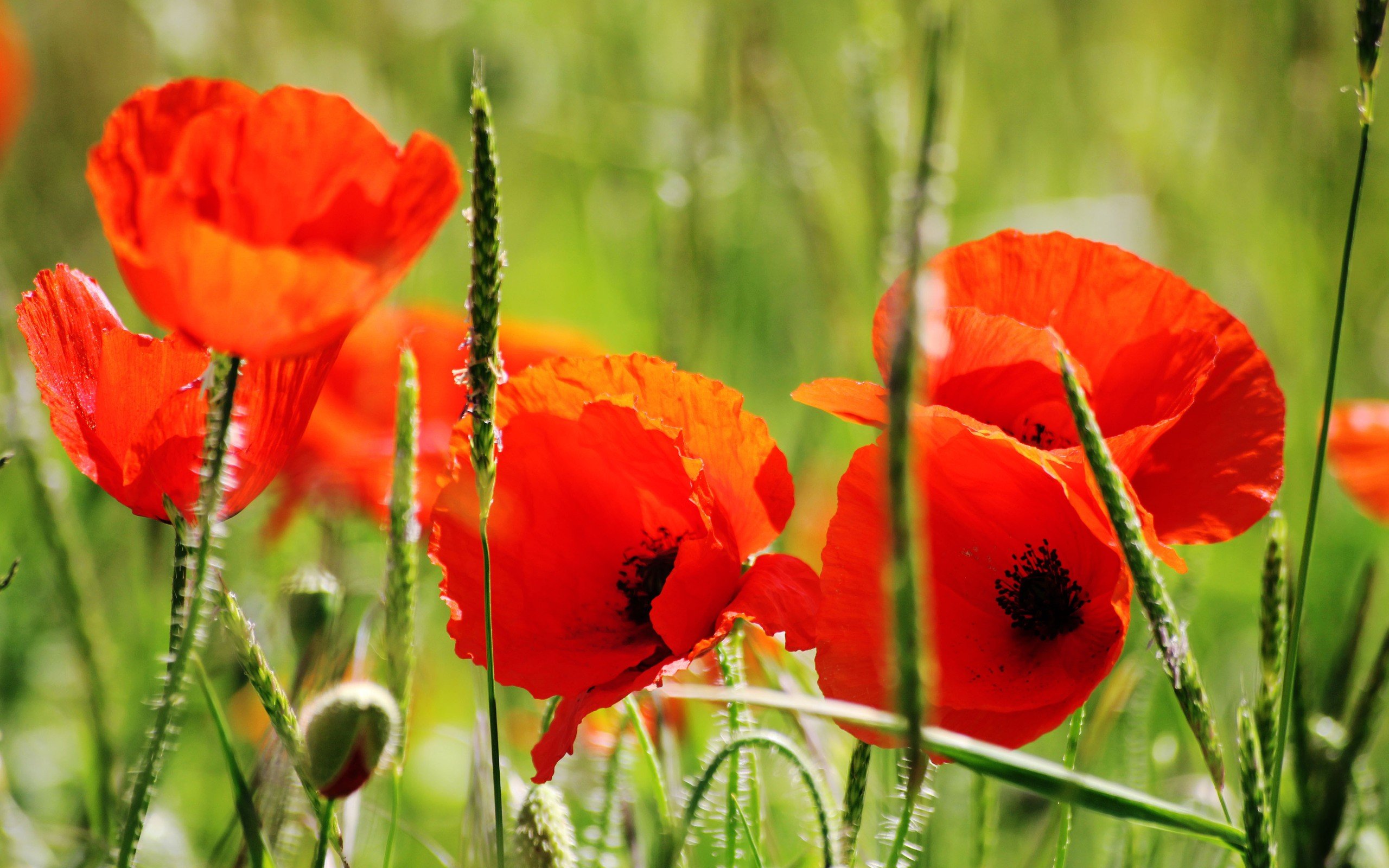 nature, Flowers, Red, Flowers, Poppies Wallpapers HD / Desktop and ...