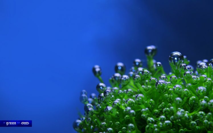 blue, Plants, Sea HD Wallpaper Desktop Background