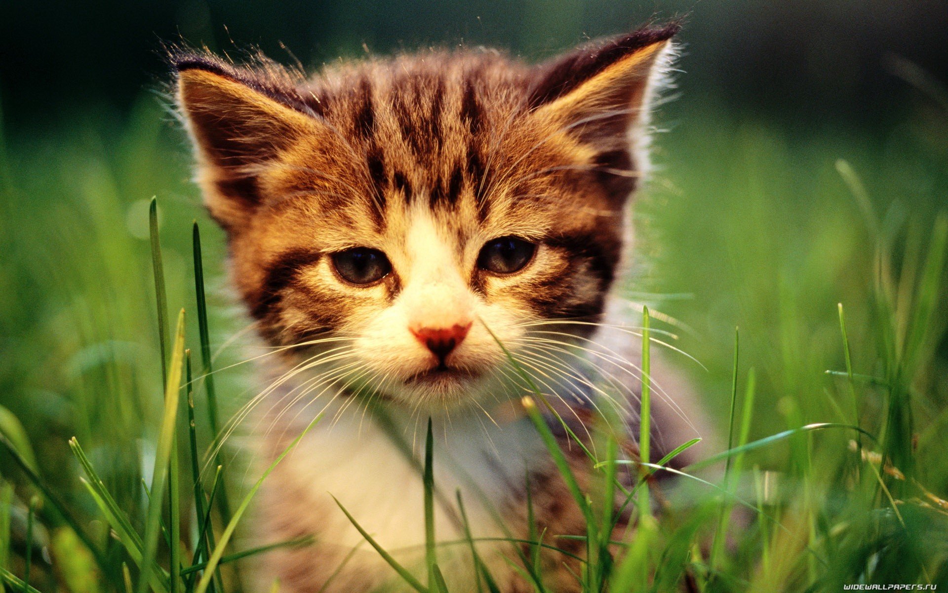 cats, Animals Wallpaper