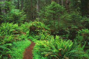 paths, California, Trail, Ferns, National, Park