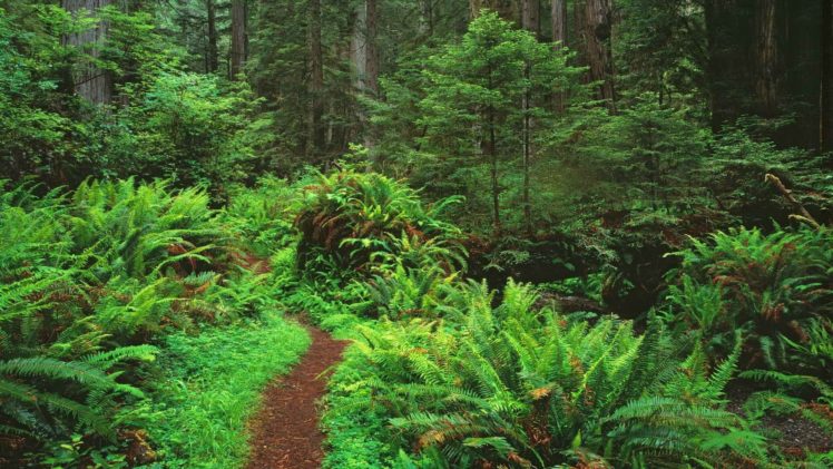 paths, California, Trail, Ferns, National, Park HD Wallpaper Desktop Background