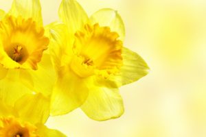 flowers, Daffodils, Yellow, Flowers