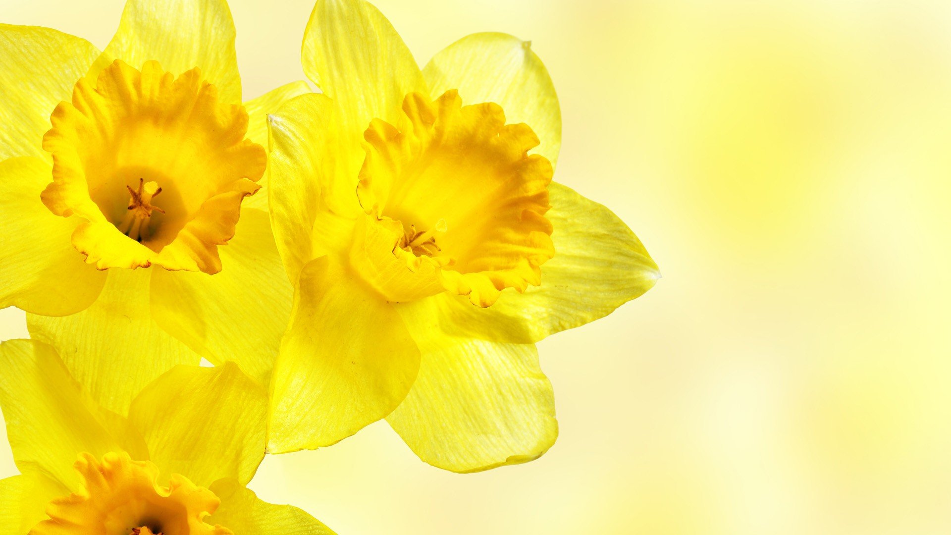 flowers, Daffodils, Yellow, Flowers Wallpaper