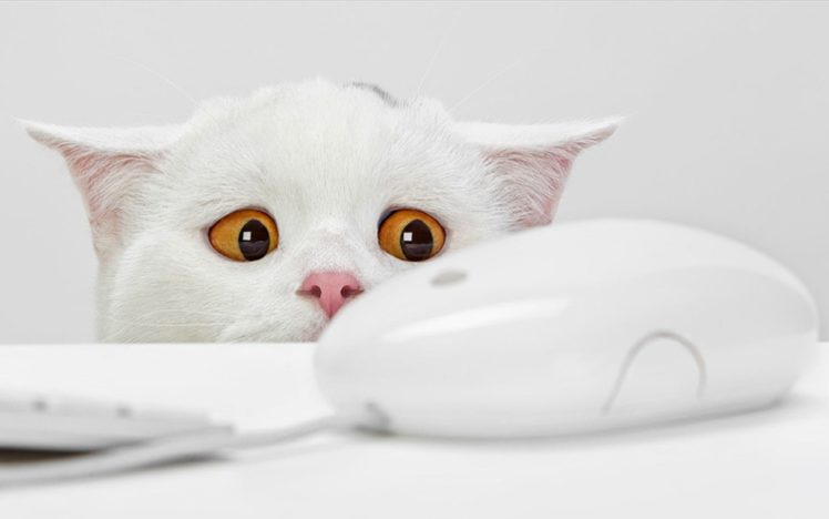 cats, Animals, Mice HD Wallpaper Desktop Background