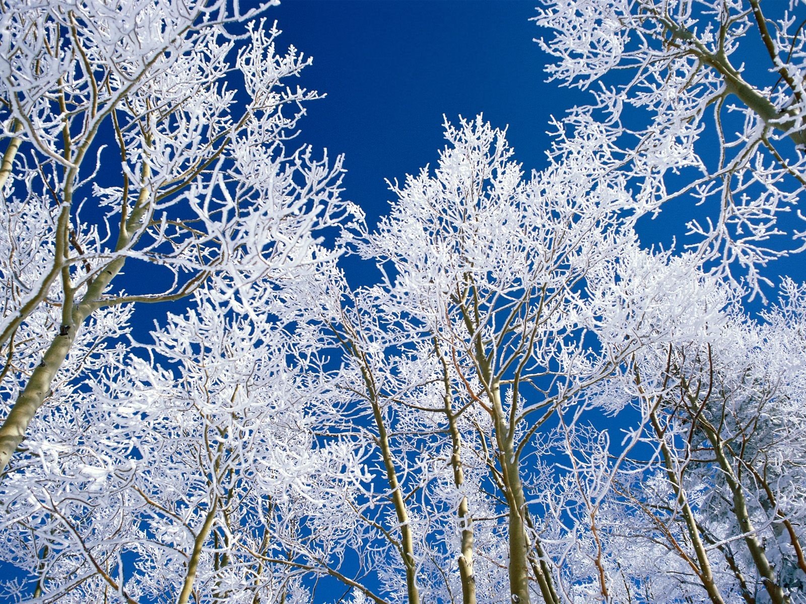 landscapes, Snow, Trees, Frost Wallpaper