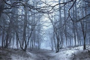 landscapes, Winter, Forests, Multiscreen