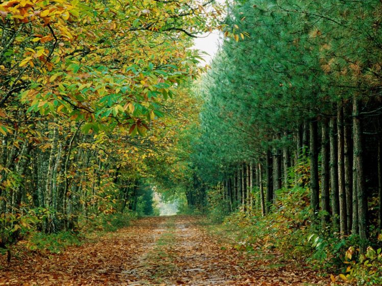 landscapes, Autumn, Forests, Roads HD Wallpaper Desktop Background