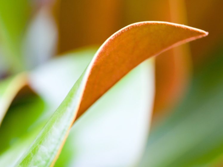 nature, Leaves, Plants HD Wallpaper Desktop Background