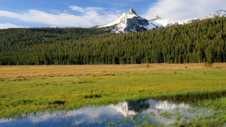 landscapes, Nature, Forests, Usa, California, National, Park, Yosemite, National, Park, Natural, Scenery HD Wallpaper Desktop Background