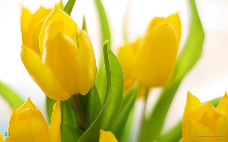 flowers, Tulips, Yellow, Flowers HD Wallpaper Desktop Background
