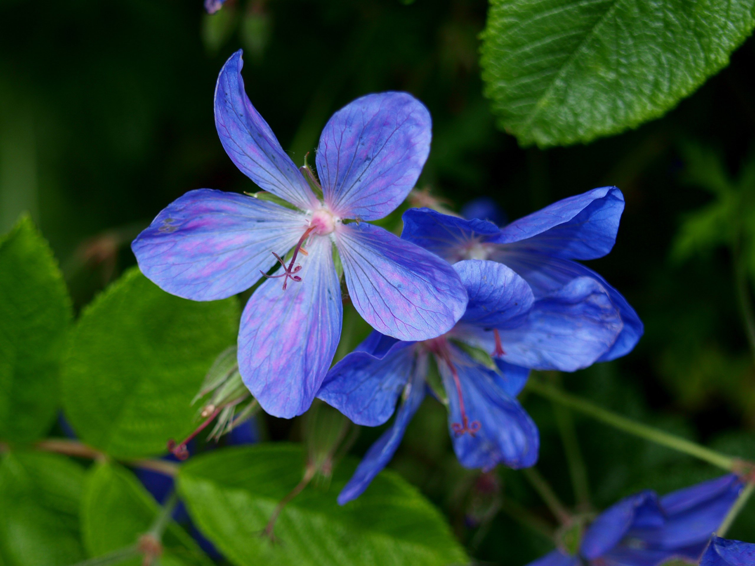 flowers Wallpaper