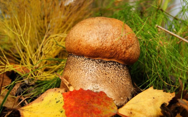 landscapes, Nature, Mushrooms HD Wallpaper Desktop Background