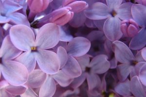 flowers, Lilac, Purple, Flowers