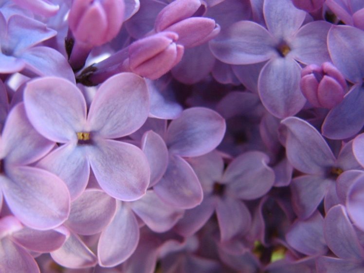 flowers, Lilac, Purple, Flowers HD Wallpaper Desktop Background