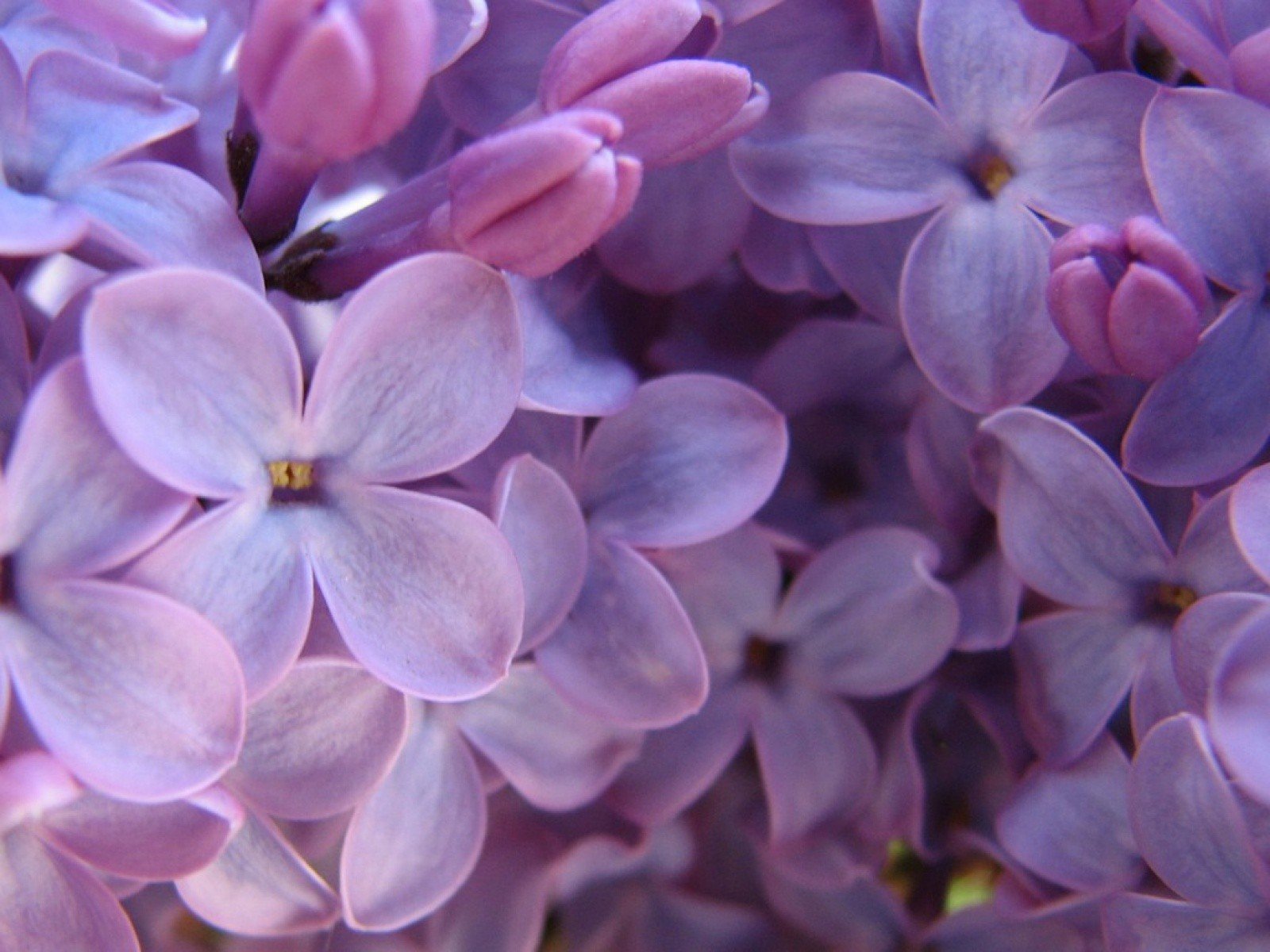 flowers, Lilac, Purple, Flowers Wallpaper
