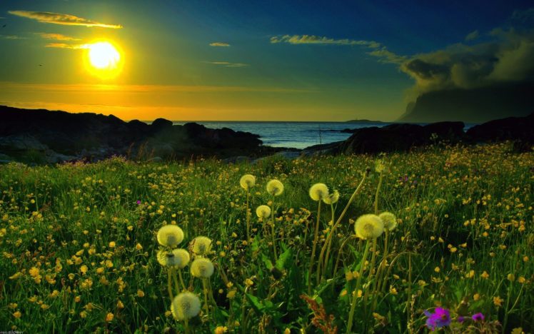 sunset, Landscapes, Nature, Dandelions HD Wallpaper Desktop Background