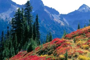 landscapes, Autumn, Spectrum, Range, National, Park, Washington, Mount, Rainier