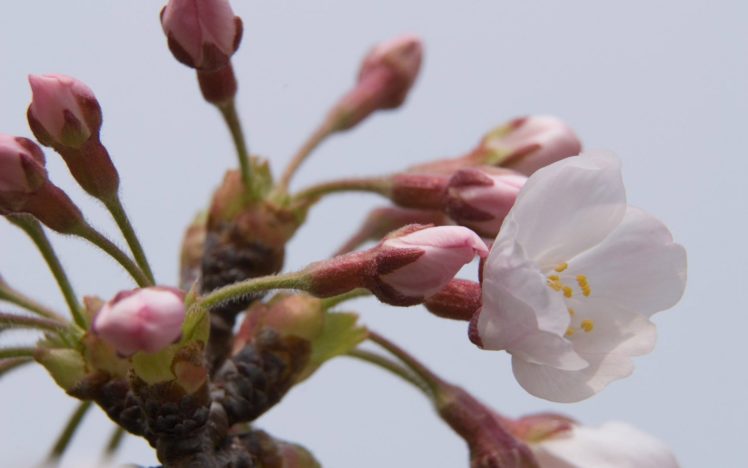 japan, Cherry, Blossoms, Flowers, Spring HD Wallpaper Desktop Background