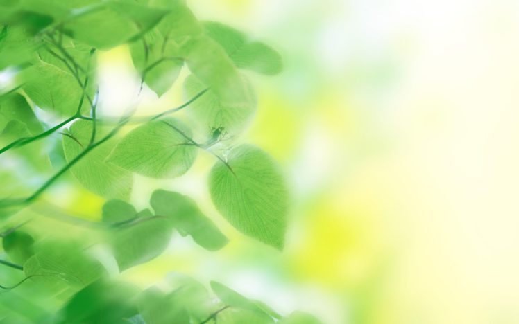 green, Nature, Leaves, Dreamy HD Wallpaper Desktop Background