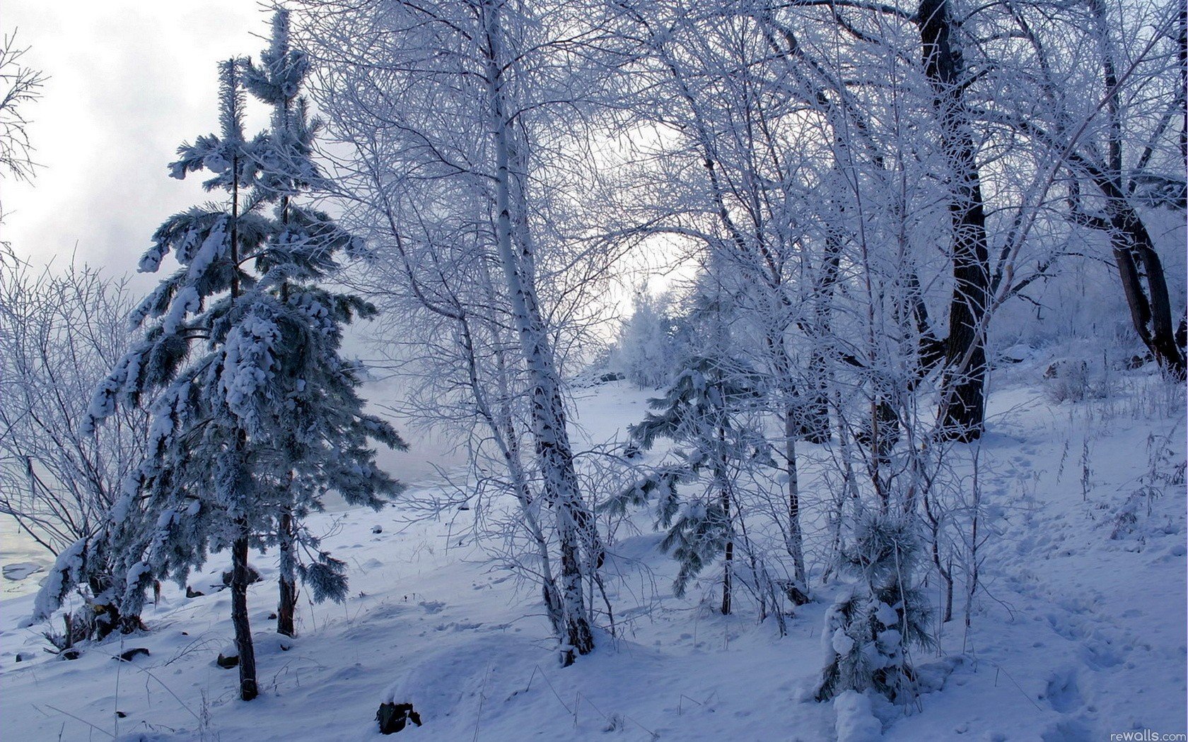 nature Wallpaper