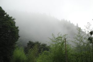 landscapes, Nature, Forests, Summer, Fog