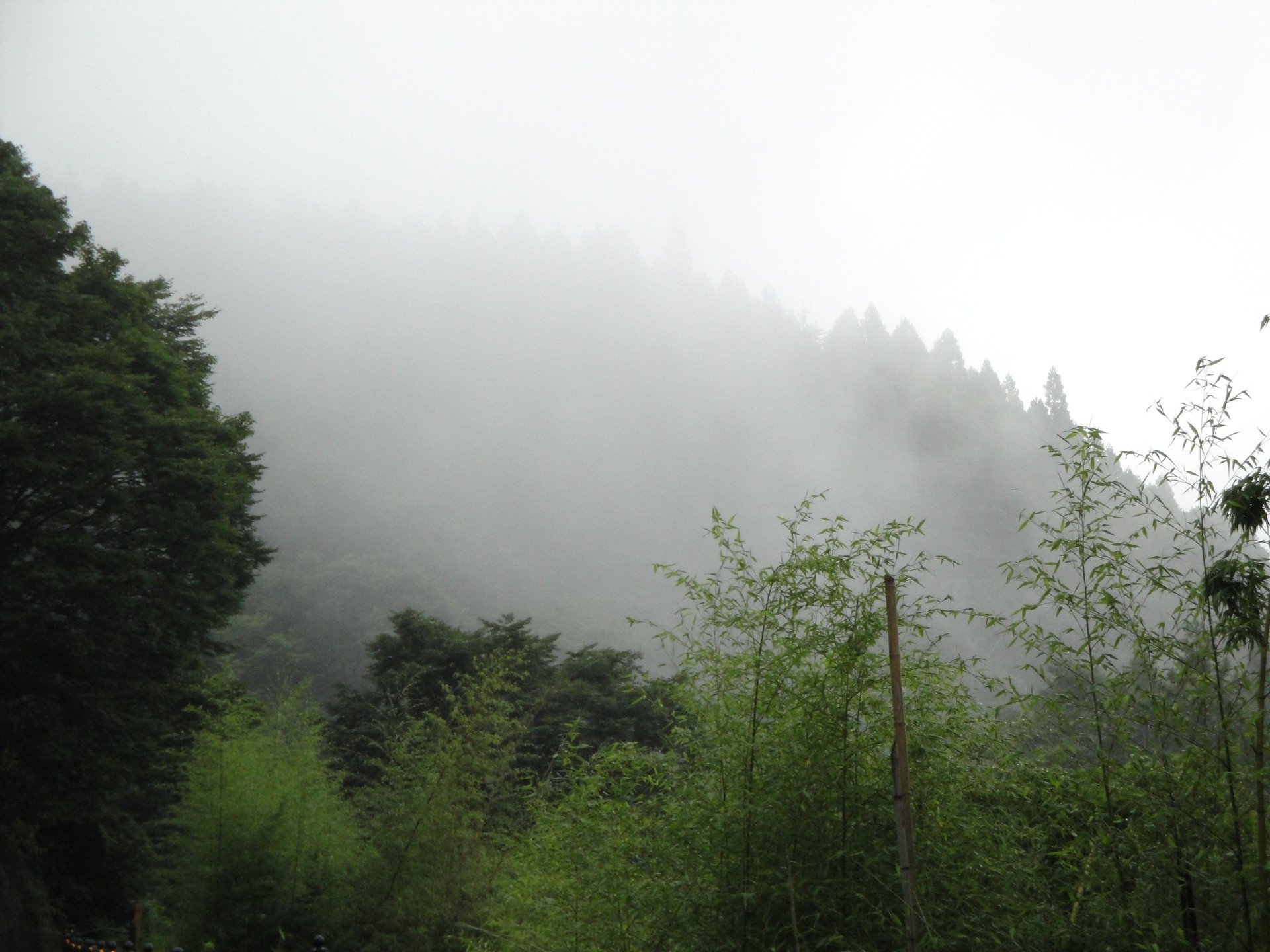 landscapes, Nature, Forests, Summer, Fog Wallpaper
