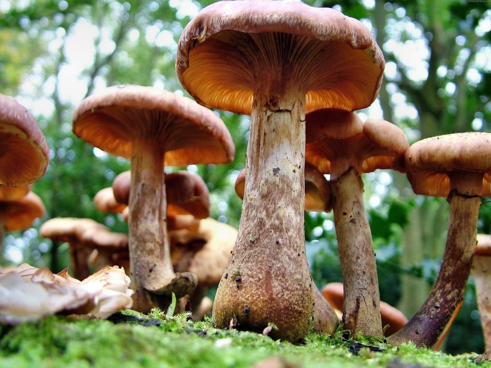 mushrooms Wallpaper