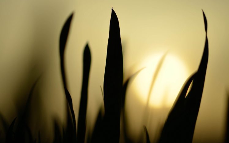 nature, Grass, Silhouettes, Plants HD Wallpaper Desktop Background