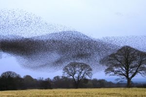 flock, Scotland