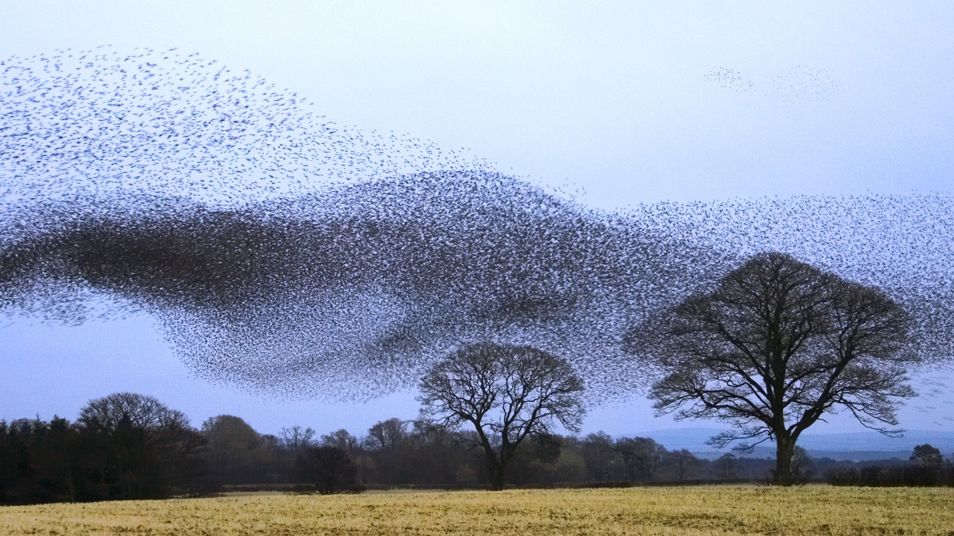flock, Scotland Wallpaper