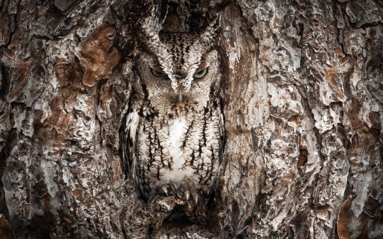 trees, Owls, Camouflage HD Wallpaper Desktop Background